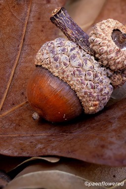 Acorns